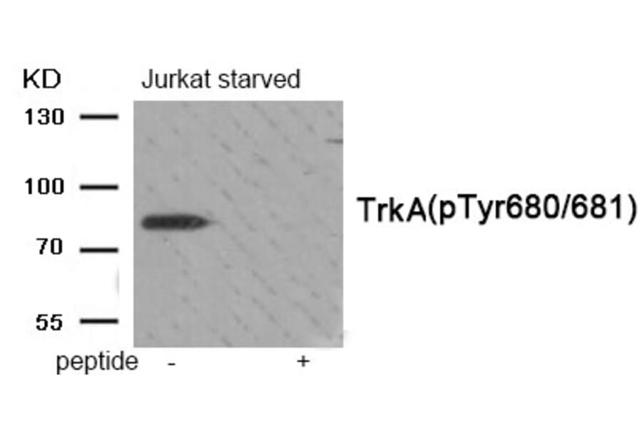 Western blot - Trk A (Phospho-Tyr680/681) Antibody from Signalway Antibody (11904) - Antibodies.com
