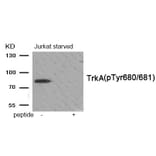 Western blot - Trk A (Phospho-Tyr680/681) Antibody from Signalway Antibody (11904) - Antibodies.com