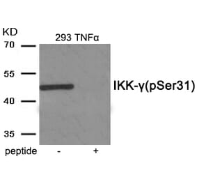 Western blot - IKK- gamma (Phospho-Ser31) Antibody from Signalway Antibody (11967) - Antibodies.com