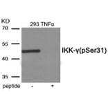Western blot - IKK- gamma (Phospho-Ser31) Antibody from Signalway Antibody (11967) - Antibodies.com