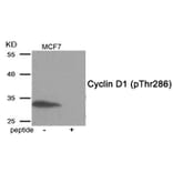 Western blot - Cyclin D1 (Phospho-Thr286) Antibody from Signalway Antibody (11968) - Antibodies.com
