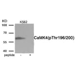 Western blot - CaMK4 (Phospho-Thr196/200) Antibody from Signalway Antibody (11981) - Antibodies.com