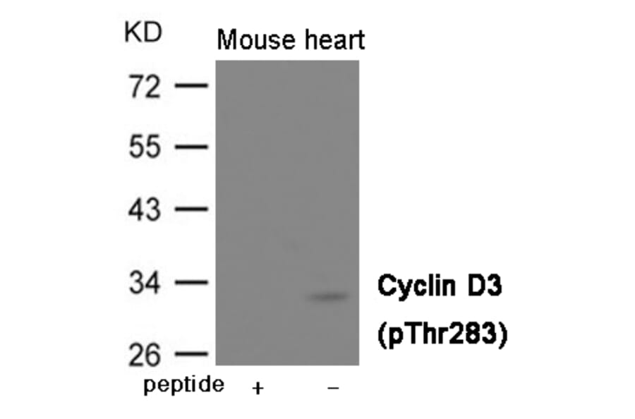 Western blot - Cyclin D3 (Phospho-Thr283) Antibody from Signalway Antibody (12004) - Antibodies.com