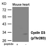 Western blot - Cyclin D3 (Phospho-Thr283) Antibody from Signalway Antibody (12004) - Antibodies.com