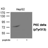 Western blot - PKC delta (Phospho-Tyr313) Antibody from Signalway Antibody (12032) - Antibodies.com