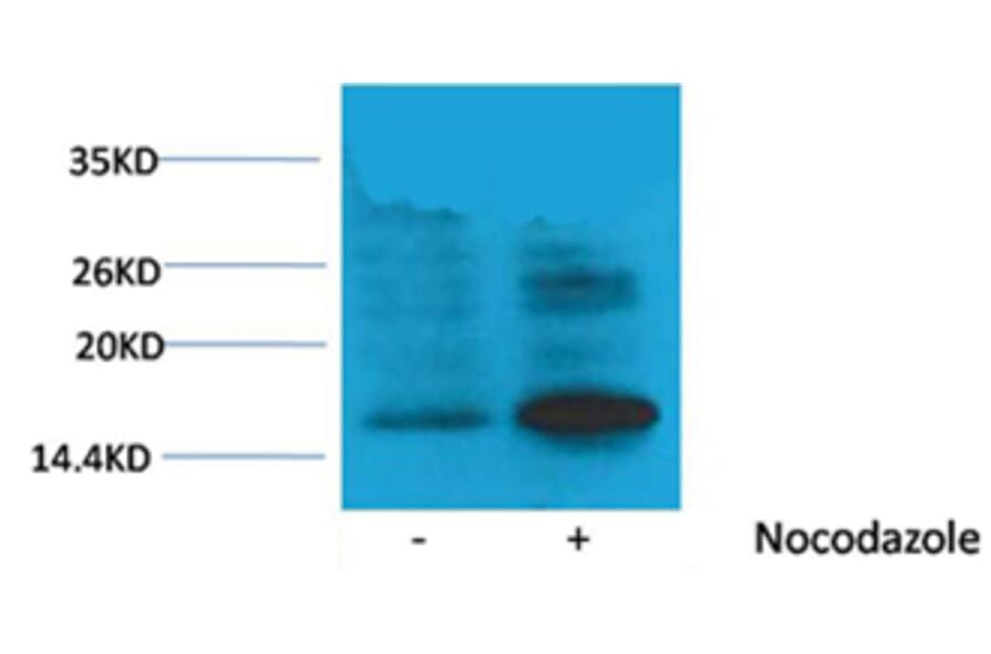 Western blot - Histone H3 (Phospho-Thr118) Rabbit Polyclonal Antibody from Signalway Antibody - Antibodies.com