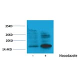 Western blot - Histone H3 (Phospho-Thr118) Rabbit Polyclonal Antibody from Signalway Antibody - Antibodies.com
