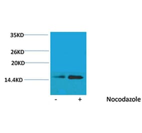 Western blot - Histone H2B (Phospho-Ser32) Rabbit Polyclonal Antibody from Signalway Antibody - Antibodies.com