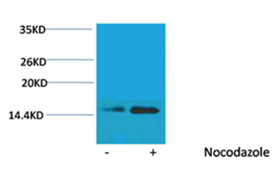 Western blot - Histone H2B (Phospho-Ser32) Rabbit Polyclonal Antibody from Signalway Antibody - Antibodies.com