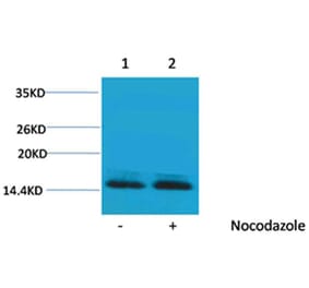 Western blot - Histone H2B (Phospho-Ser14) Rabbit Polyclonal Antibody from Signalway Antibody - Antibodies.com