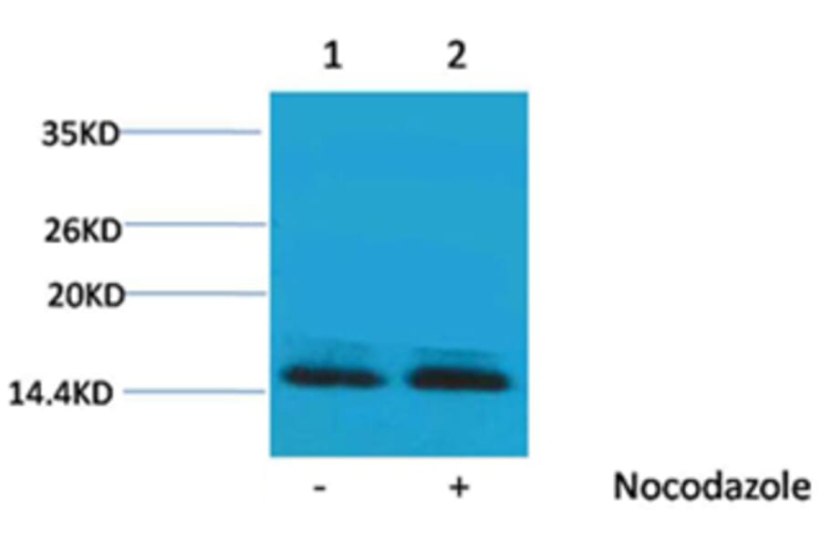 Western blot - Histone H2B (Phospho-Ser14) Rabbit Polyclonal Antibody from Signalway Antibody - Antibodies.com