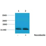 Western blot - Histone H2B (Phospho-Ser14) Rabbit Polyclonal Antibody from Signalway Antibody - Antibodies.com