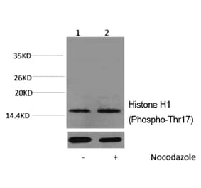 Western blot - Histone H1 (Phospho-Thr17) Polyclonal Antibody from Signalway Antibody (12177) - Antibodies.com