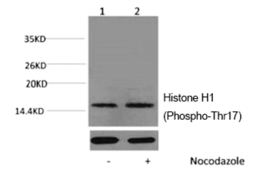 Western blot - Histone H1 (Phospho-Thr17) Polyclonal Antibody from Signalway Antibody (12177) - Antibodies.com