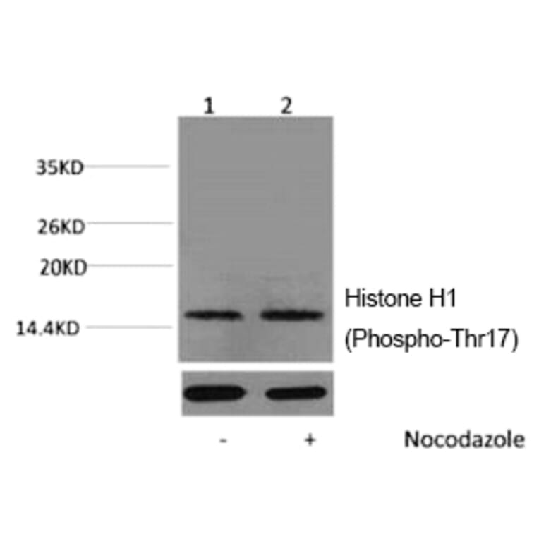 Western blot - Histone H1 (Phospho-Thr17) Polyclonal Antibody from Signalway Antibody (12177) - Antibodies.com