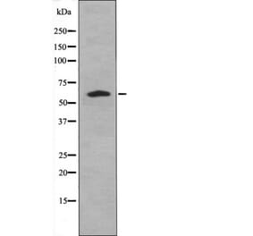 Western blot - Caspase 8 (Phospho-Tyr448) Antibody from Signalway Antibody (12467) - Antibodies.com