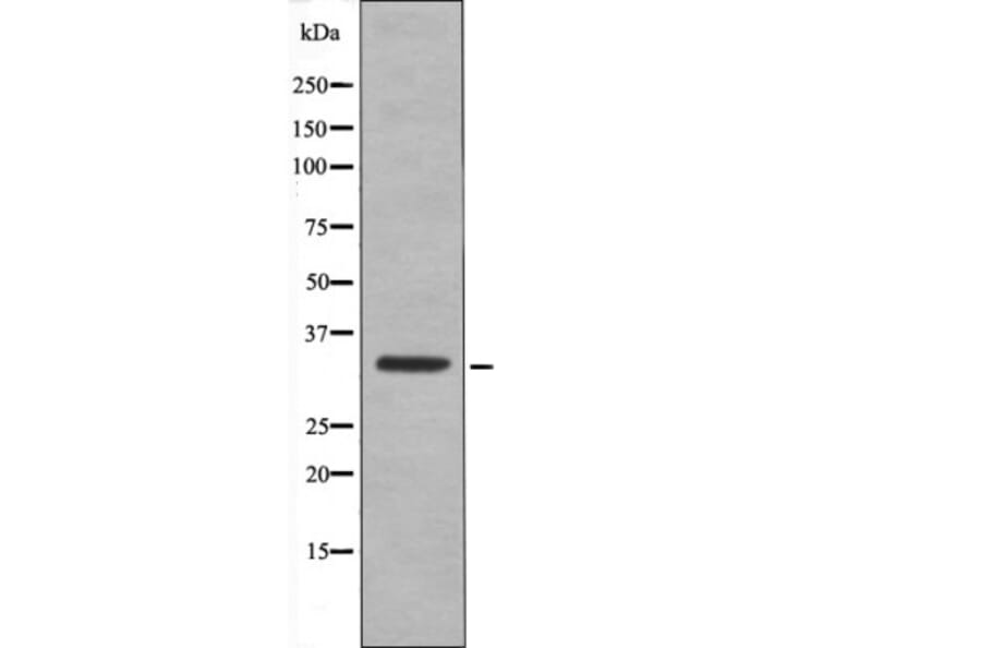 Western blot - CDK1/CDC2 (Phospho-Thr161) Antibody from Signalway Antibody (12493) - Antibodies.com
