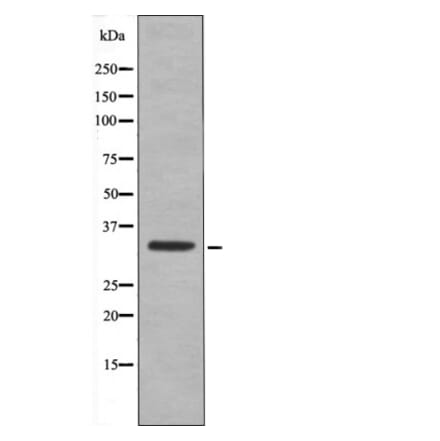 Western blot - CDK1/CDC2 (Phospho-Thr161) Antibody from Signalway Antibody (12493) - Antibodies.com