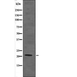 Western blot - Claudin 4 (Phospho-Tyr208) Antibody from Signalway Antibody (12587) - Antibodies.com
