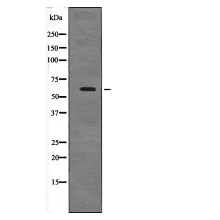 Western blot - Cyclin B1 (Phospho-Ser128) Antibody from Signalway Antibody (12595) - Antibodies.com