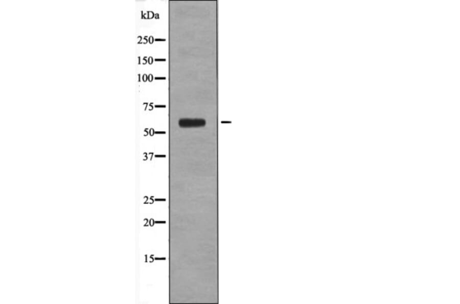 Western blot - Cyclin B1 (Phospho-Ser133) Antibody from Signalway Antibody (12596) - Antibodies.com