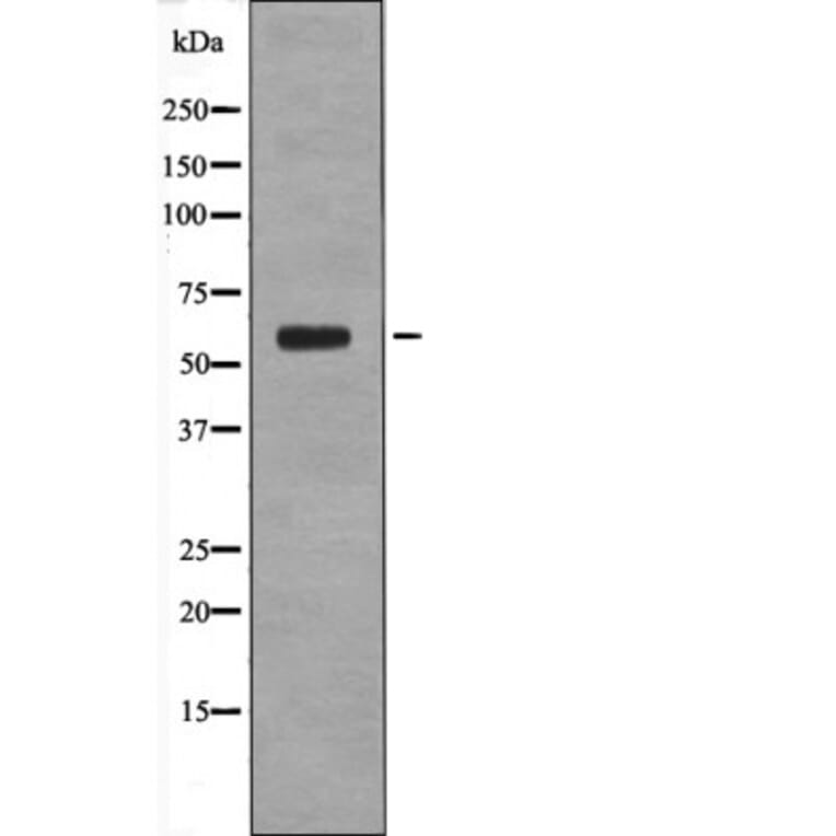 Western blot - Cyclin B1 (Phospho-Ser133) Antibody from Signalway Antibody (12596) - Antibodies.com