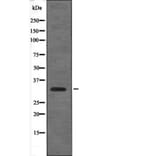 Western blot - Cyclin D1 (Phospho-Thr288) Antibody from Signalway Antibody (12597) - Antibodies.com