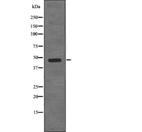 Western blot - STYK1/NOK (Phospho-Tyr327) Antibody from Signalway Antibody (12783) - Antibodies.com