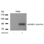 Western blot - p95/NBS1 (Phospho-Ser343) Antibody from Signalway Antibody (11057) - Antibodies.com