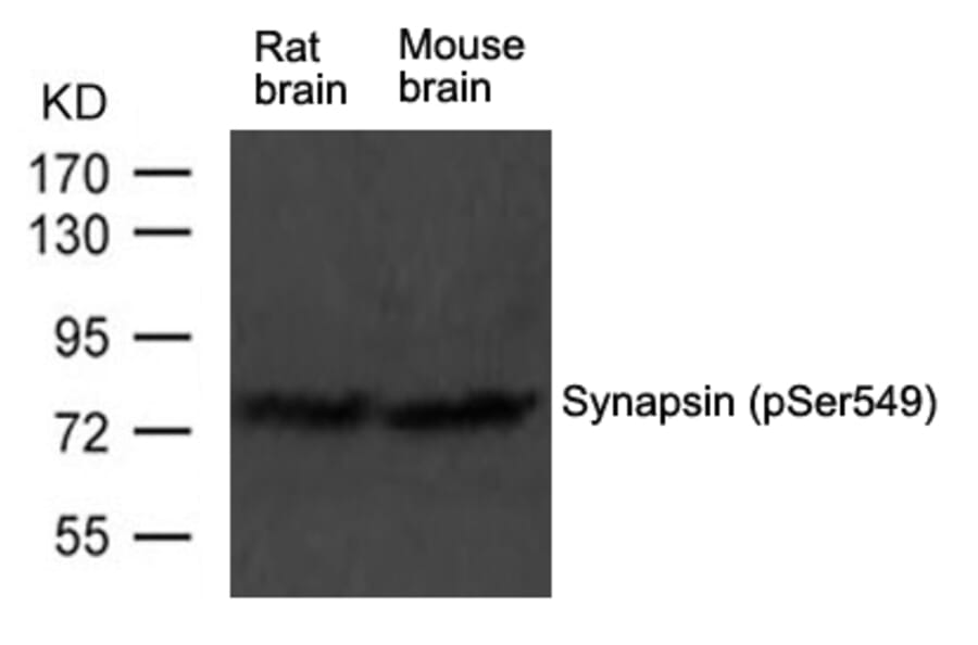 Western blot - Synapsin (phospho-Ser549) Antibody from Signalway Antibody (11568) - Antibodies.com