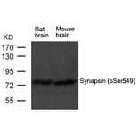 Western blot - Synapsin (phospho-Ser549) Antibody from Signalway Antibody (11568) - Antibodies.com