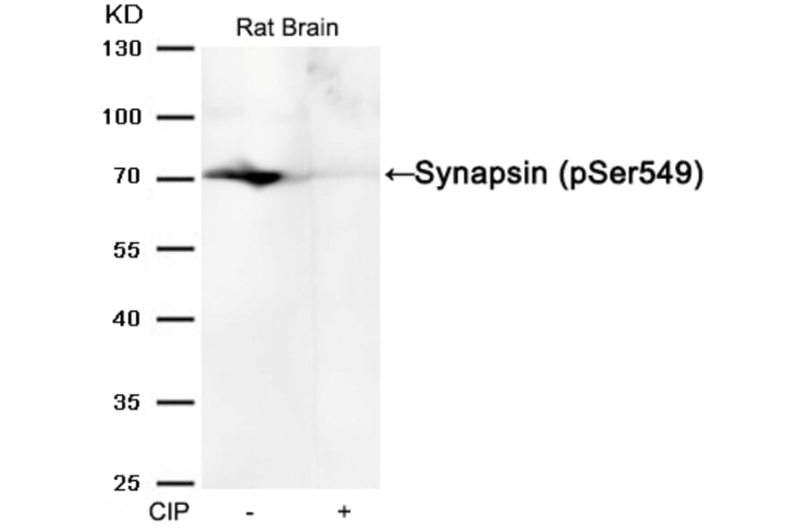Western blot - Synapsin (phospho-Ser549) Antibody from Signalway Antibody (11568) - Antibodies.com
