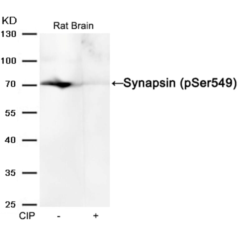 Western blot - Synapsin (phospho-Ser549) Antibody from Signalway Antibody (11568) - Antibodies.com