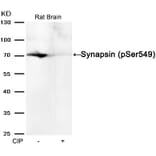Western blot - Synapsin (phospho-Ser549) Antibody from Signalway Antibody (11568) - Antibodies.com