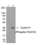 Western blot - Cyclin H (Phospho-Thr315) Antibody from Signalway Antibody (11689) - Antibodies.com