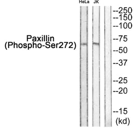 Western blot - Paxillin (Phospho-Ser272) Antibody from Signalway Antibody (11762) - Antibodies.com