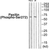 Western blot - Paxillin (Phospho-Ser272) Antibody from Signalway Antibody (11762) - Antibodies.com