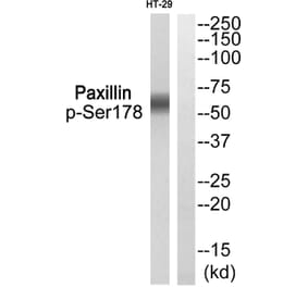 Western blot - Paxillin (Phospho-Ser178) Antibody from Signalway Antibody (11773) - Antibodies.com