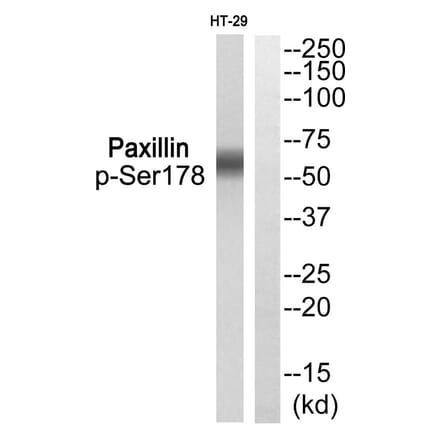 Western blot - Paxillin (Phospho-Ser178) Antibody from Signalway Antibody (11773) - Antibodies.com