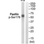 Western blot - Paxillin (Phospho-Ser178) Antibody from Signalway Antibody (11773) - Antibodies.com