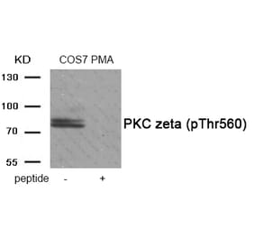 Western blot - PKC zeta (Phospho-Thr560) Antibody from Signalway Antibody (11958) - Antibodies.com