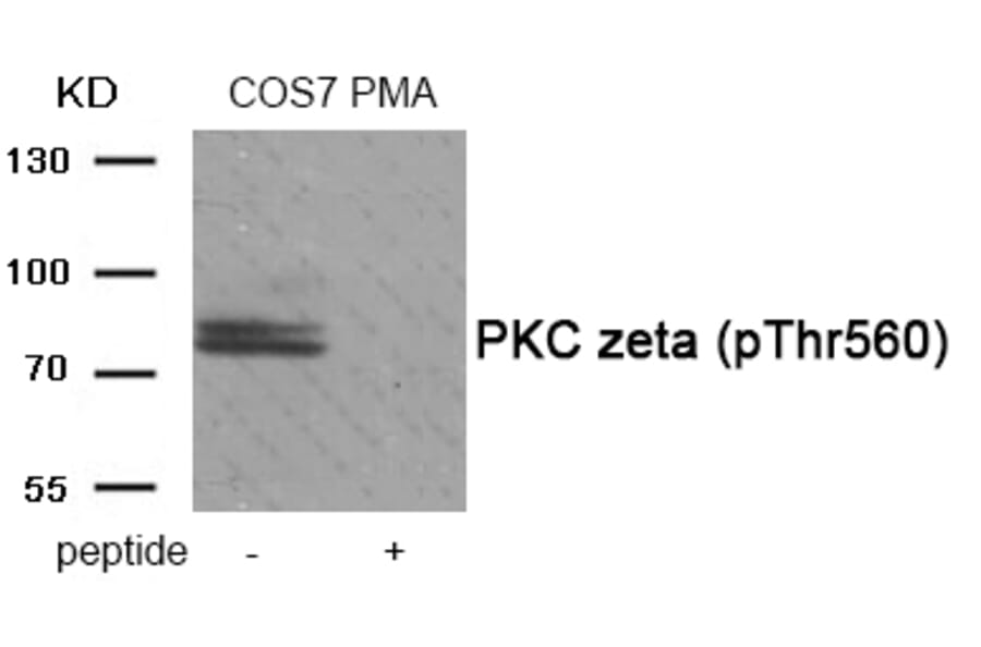 Western blot - PKC zeta (Phospho-Thr560) Antibody from Signalway Antibody (11958) - Antibodies.com