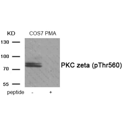 Western blot - PKC zeta (Phospho-Thr560) Antibody from Signalway Antibody (11958) - Antibodies.com