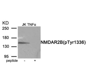 Western blot - NMDAR2B (Phospho-Tyr1336) Antibody from Signalway Antibody (11959) - Antibodies.com