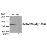 Western blot - NMDAR2B (Phospho-Tyr1336) Antibody from Signalway Antibody (11959) - Antibodies.com