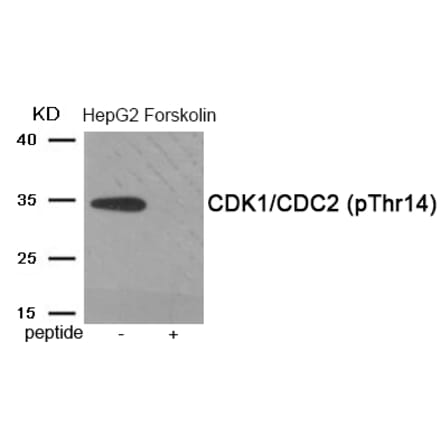 Western blot - CDK1/CDC2 (Phospho-Thr14) Antibody from Signalway Antibody (11997) - Antibodies.com