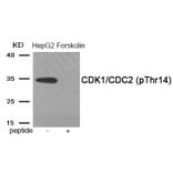 Western blot - CDK1/CDC2 (Phospho-Thr14) Antibody from Signalway Antibody (11997) - Antibodies.com