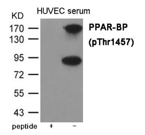 Western blot - PPAR-BP (Phospho-Thr1457) Antibody from Signalway Antibody (12023) - Antibodies.com