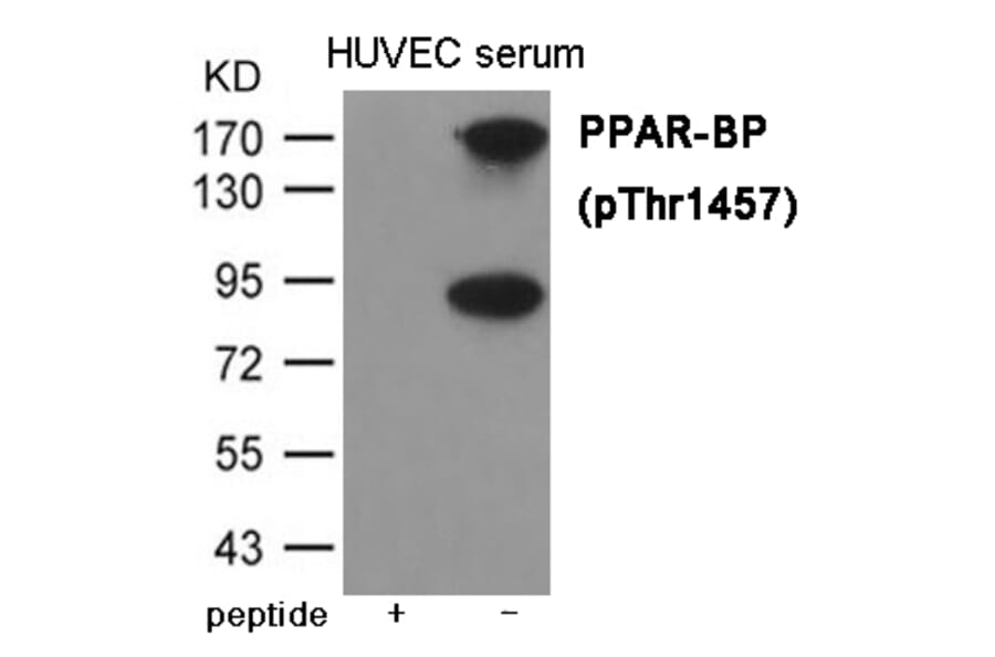 Western blot - PPAR-BP (Phospho-Thr1457) Antibody from Signalway Antibody (12023) - Antibodies.com