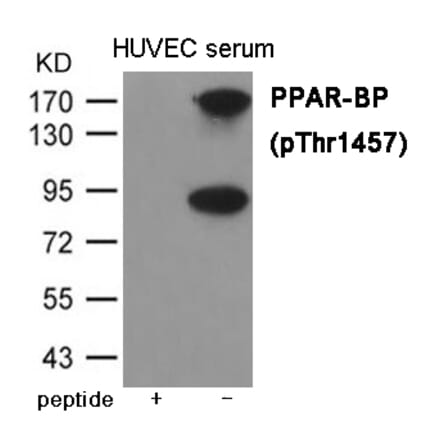 Western blot - PPAR-BP (Phospho-Thr1457) Antibody from Signalway Antibody (12023) - Antibodies.com
